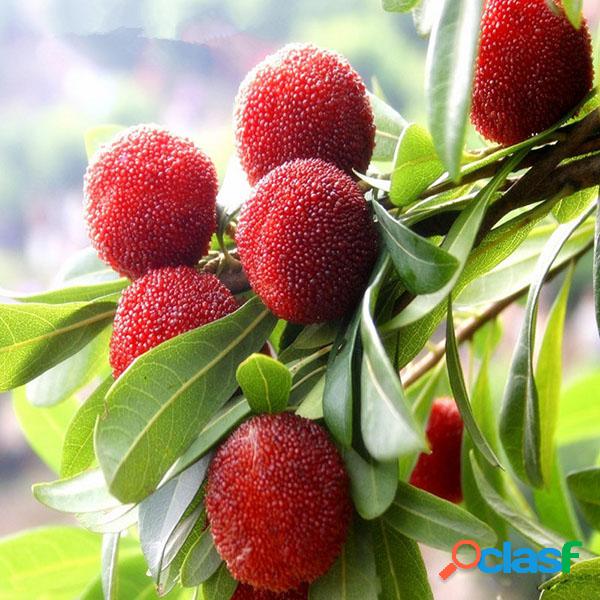 Egrow 10Pcs / Pack Arbutus Semillas Deliciosa fruta china