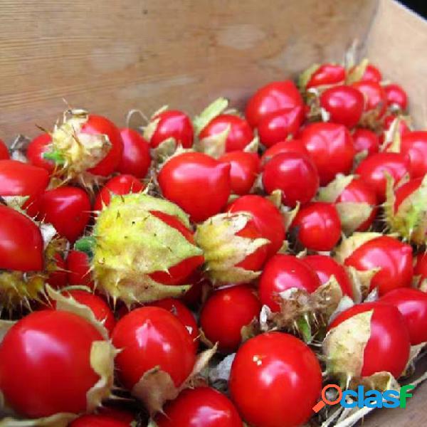 Egrow 15 piezas / paquete de tomate litchi Semillas bonsái