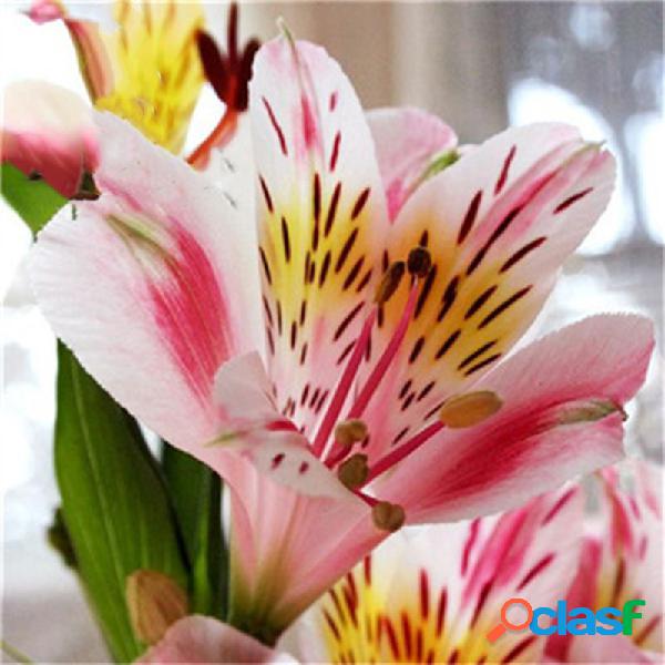 100 UNIDS / Paquete Lirio Semillas Raro Flor De Lirios De