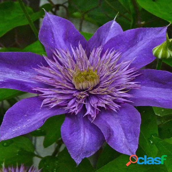 100 piezas Clematis Semillas Clematis en maceta Plantas