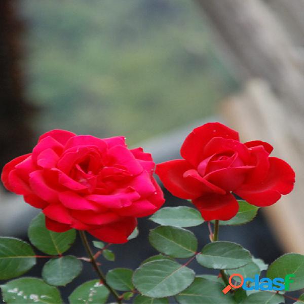 100Pcs Red Rose Tree Semillas DIY Hogar Jardín en maceta