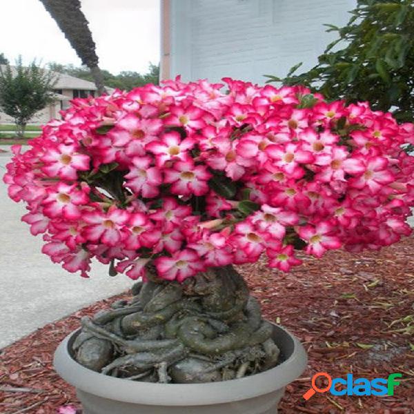 20 piezas Genuino Adenium Obesum Desert Rose Semillas Flor