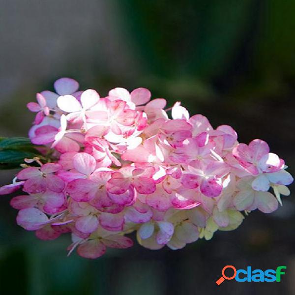 50 piezas de vainilla fresa flor de hortensia Semillas