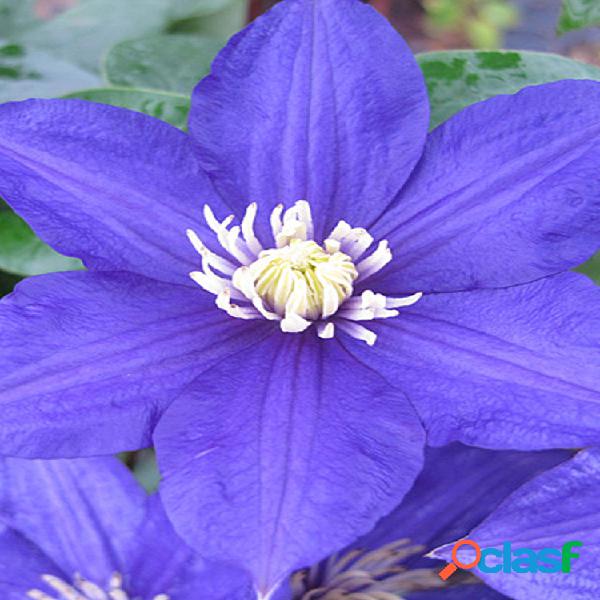 Egrow 100 Unids Clematis Semillas de Flores Vides Perennes