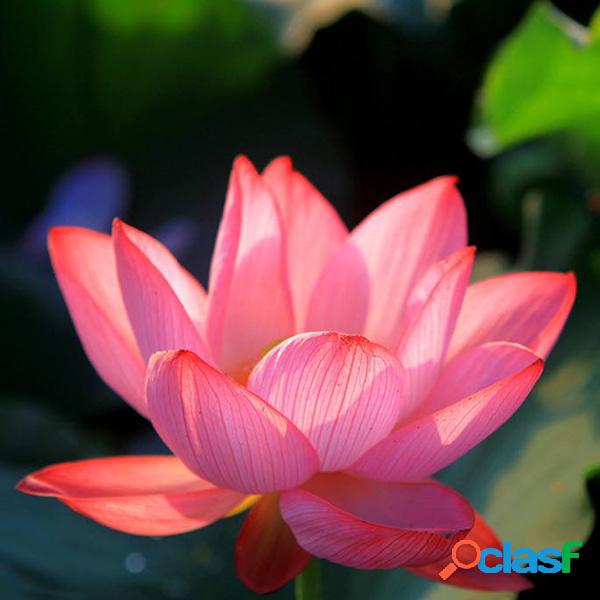 Egrow 10Pcs Gardening Lotus Semillas Plantas acuáticas