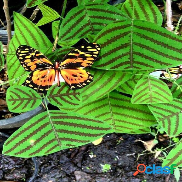 Egrow 5 piezas / paquete Obcordata Semillas Bonsai mariposa