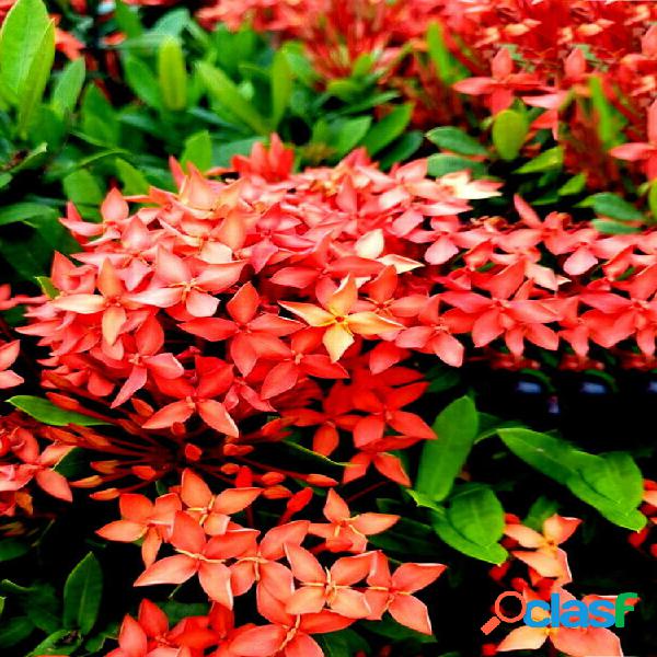 Egrow 50 Unids / pack Ixora Coccinea Semillas Mixto Rojo