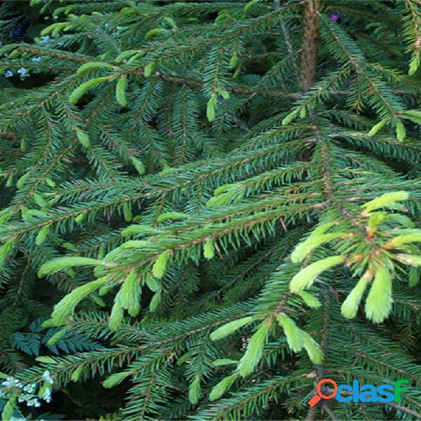 Egrow 60 Pcs / Pack Asperata Semillas Picea Asperata Abeto