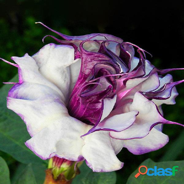 Egrow 20 piezas / paquete Purple Mandala Semillas Moonflower
