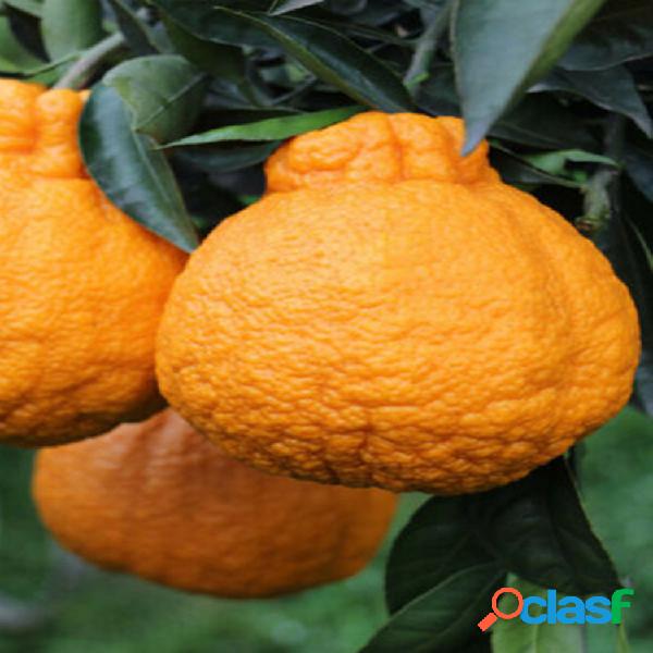 Egrow 20 piezas / paquete naranja Semillas Ugli árboles