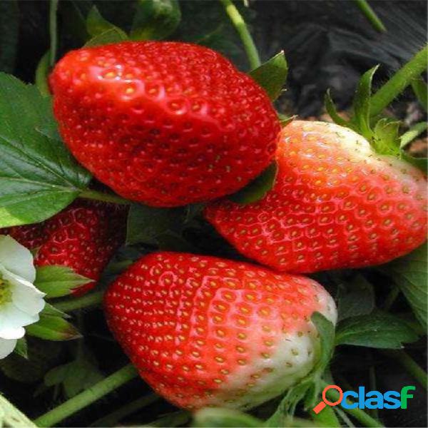 100 Semillas de fresa japonesa