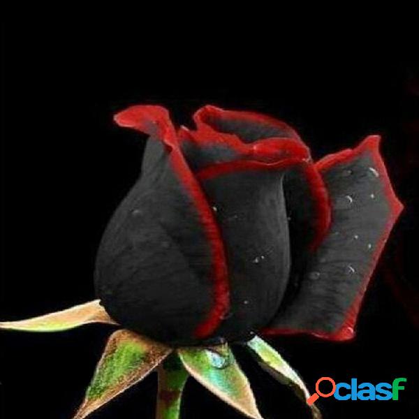 100 piezas Rosa negra Semillas Flor con borde rojo Raro