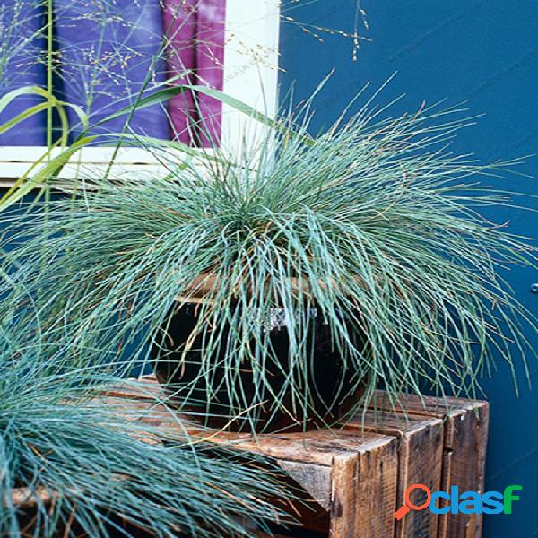 100 piezas de hierba de festuca azul Semillas hierba