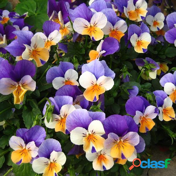 100Pcs Pansy Semillas Mezcla de color ondulado Tricolor