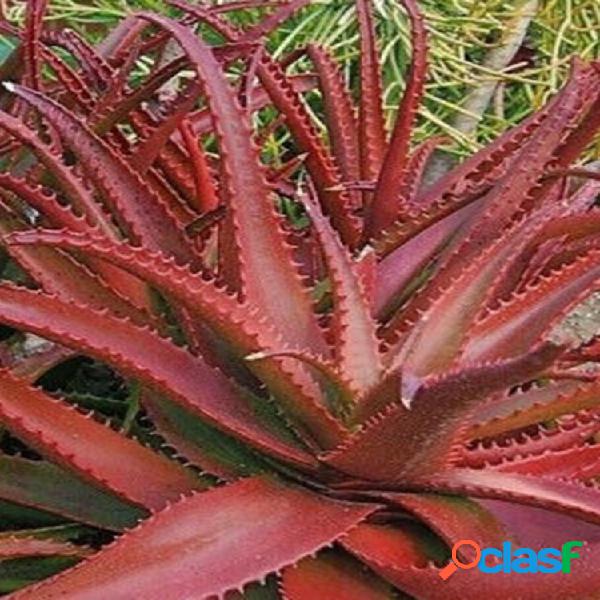 Egrow 10 piezas / paquete Red Aloe Semillas suculentas