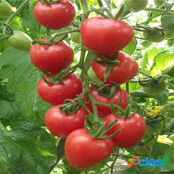 Egrow 200 piezas de tomate Semillas plantación de