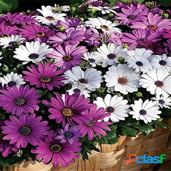 30pcs Un Milagro Daisy semillas bonsai plantas raras