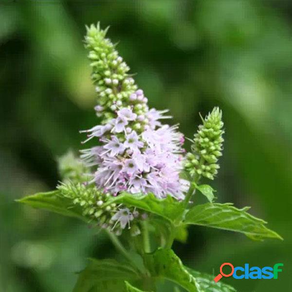 30pcs Mentha Spicata Menta verde Semillas Flor perenne