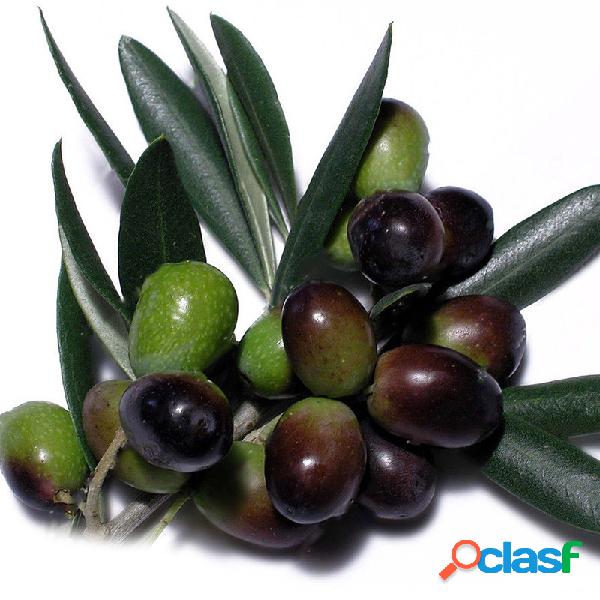 Egrow 100 Unids / Bolsa Mini Oliva Semillas Fruta Semillas