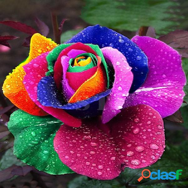 100 Semillas de rosa colorida