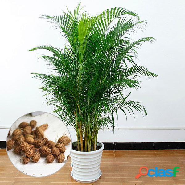 Egrow 5 Pcs / Pack Semillas de bambú en maceta Decoración