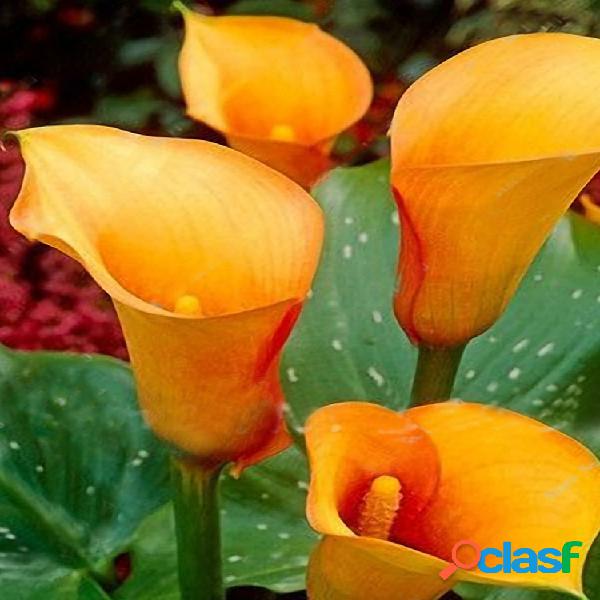 Egrow 50PCS Calla Lily Semillas Jardín Balcón Flor perenne