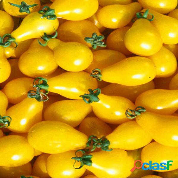 Egrow 100 piezas de tomate amarillo Semillas Bonsai en