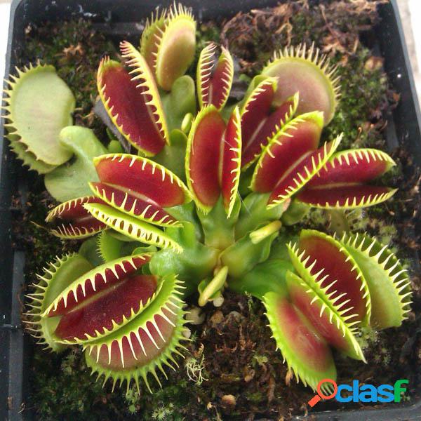 100pcs Catchfly Planta Potted Semillas Jardín Venus Flytrap