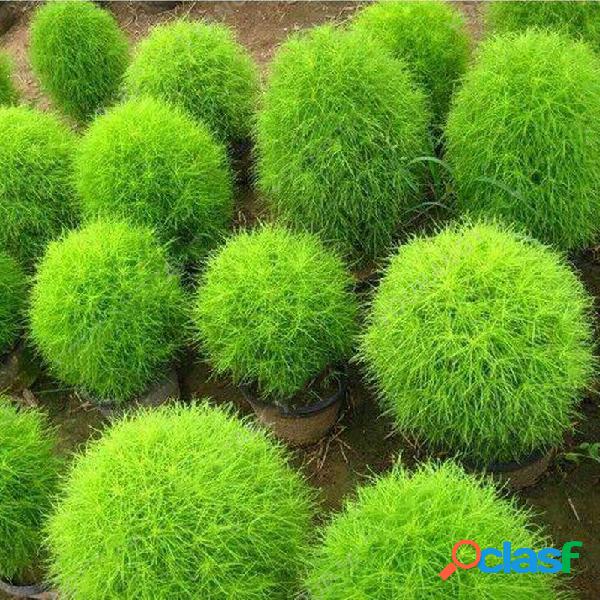 200 Unids / Bolsa Ciprés Redondo Semillas Verano Cypress