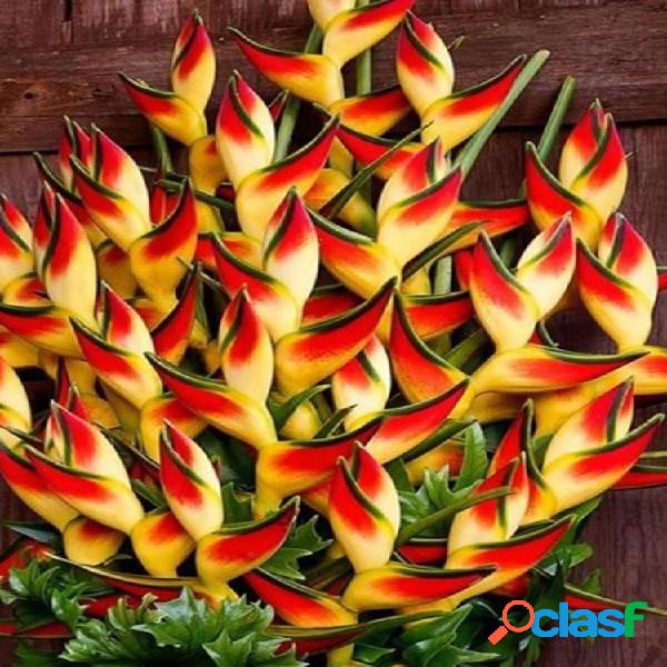 20pcs Snake Tail Platano Semillas Raro Flor Semillas Jardín