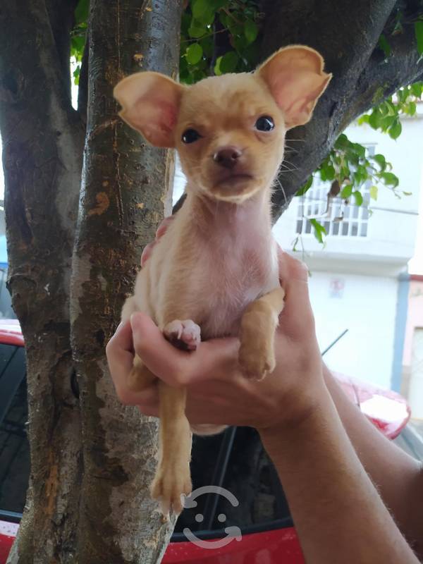 Chihuahua de bolsillo hembra