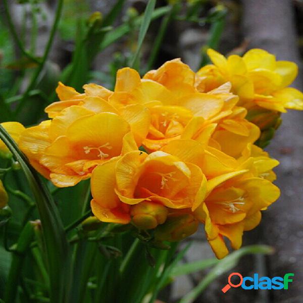Egrow 100Pcs / Pack Yellow Freesia Flower Semillas Plantas