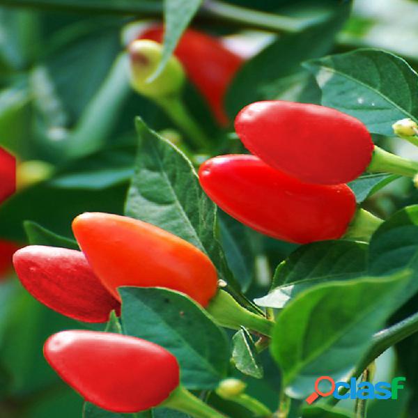 100 Uds Egrow Pimienta de colores mezclados Semillas Ají