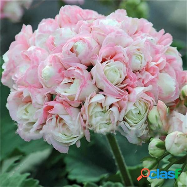 Egrow 100 PCS Geranio de jardín Semillas Raro Flor en