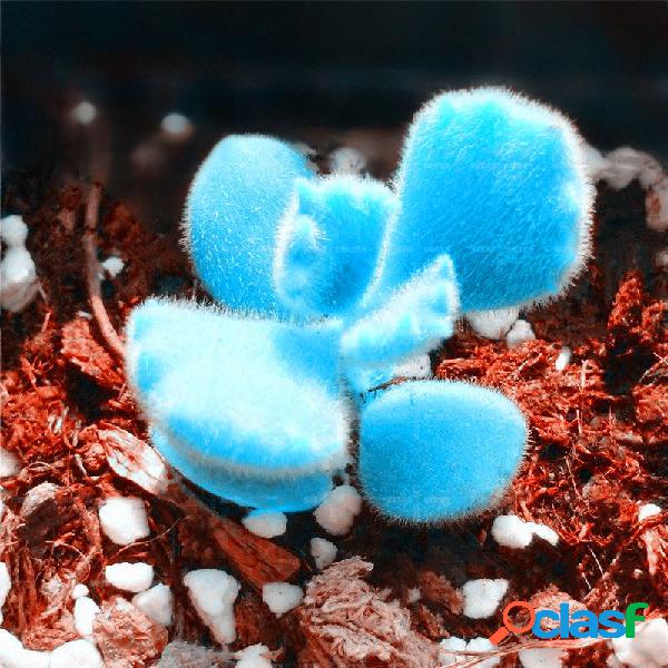 Egrow 100 Unids / bolsa Mini Blue Lithops Semillas Raras