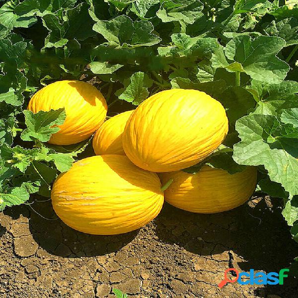 Egrow 20 Pcs / Pack Melón Semillas Fruta de melón amarillo