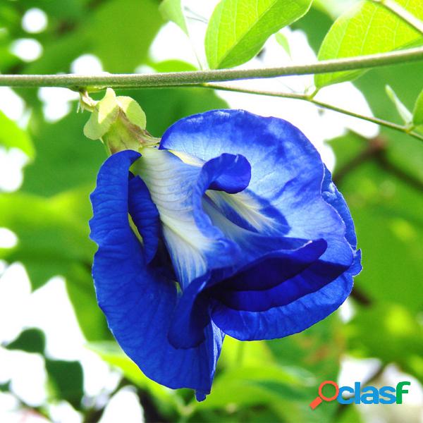 Egrow 50Pcs Purple Clitoria Ternatea Semillas Home Garden