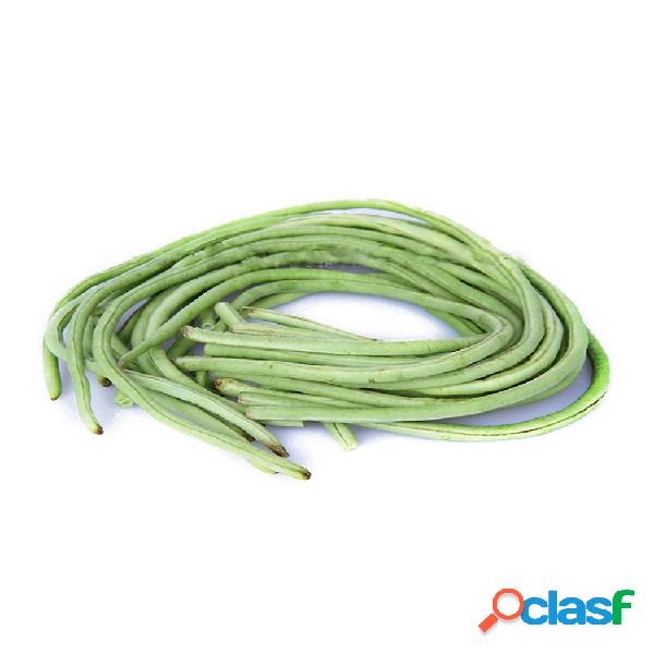 Egrow 60 piezas / paquete Semillas de caupí Semillas de