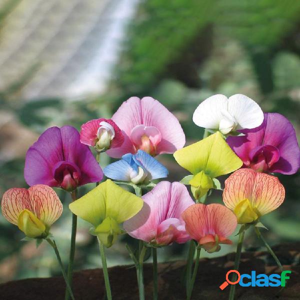 10Pcs / Bolsa Flor de guisante de olor multicolor Semillas