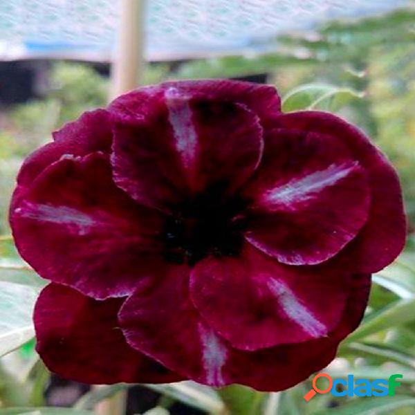 5 PCS Raro Marrón Negro Desert Rose Semillas Balcón Bonsai