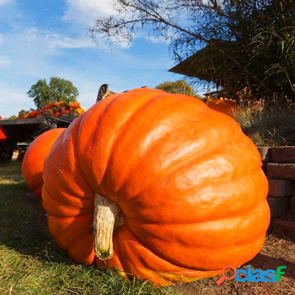 Egrow 10 Unids / pack Semilla de Calabaza Gigante Calabaza