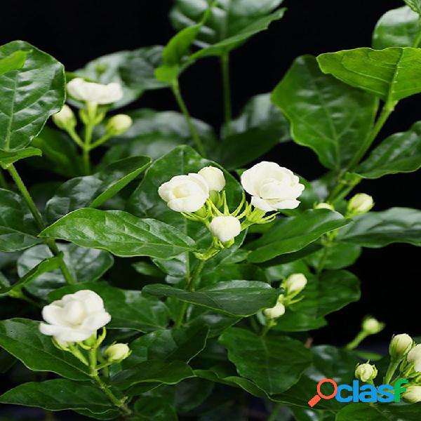 Egrow 100 piezas / paquete Arabian Jasmine Bonsai Semillas