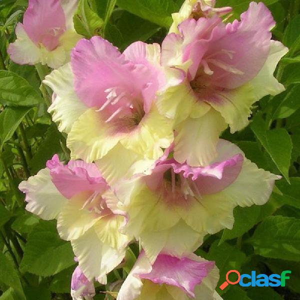 Egrow 100PCS Gladiolus Flower Seeds Raras Sword Lily Flowers