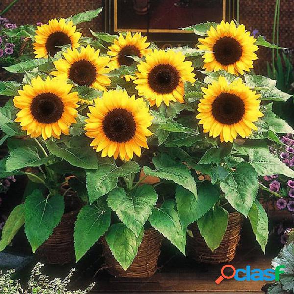 Egrow 20Pcs / Pack Girasol Semillas Hogar Jardín DIY Snack