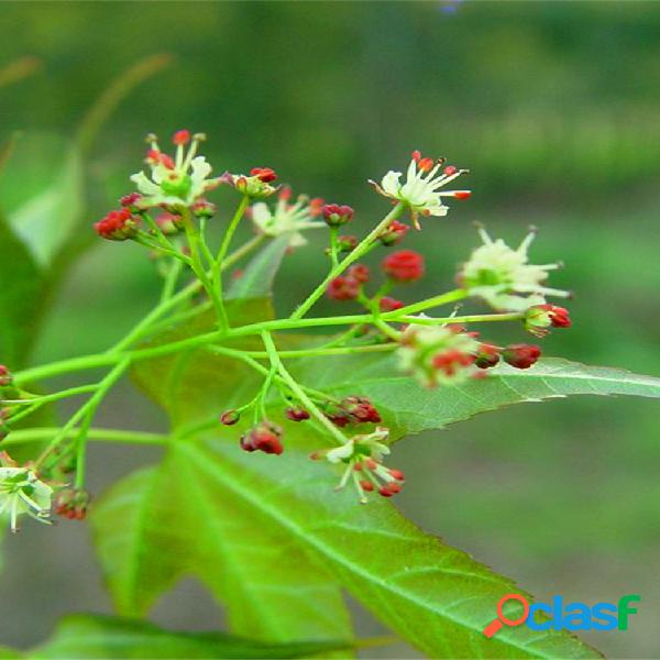 Egrow 40 piezas / paquete Pentaphyll Maple Tree Semillas