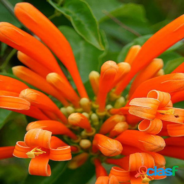 Egrow 10 piezas / paquete naranja Campsis Grandiflora