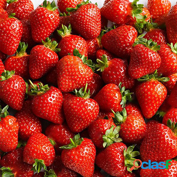100 Unids / pack Fresa Semillas Raro Fruta Fresa Semillas de