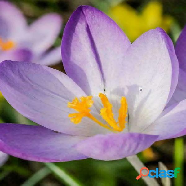 Egrow 100 Unids / pack Azafrán Crocus Semillas Bulbos