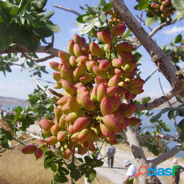 Egrow 5Pcs / Pack Pistachos Semillas Jardín al aire libre