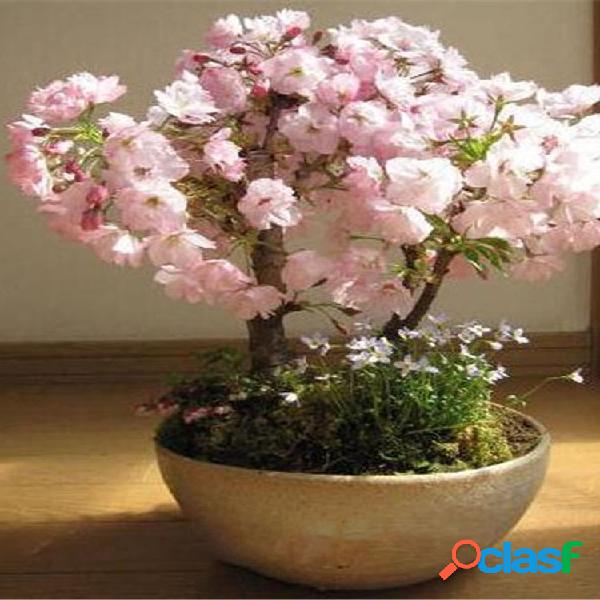 Egrow 50 piezas Sakura Semillas Raro Sakura flor de cerezo